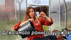 «Хитрый» способ посева огурцов и кабачков для самого раннего урожая