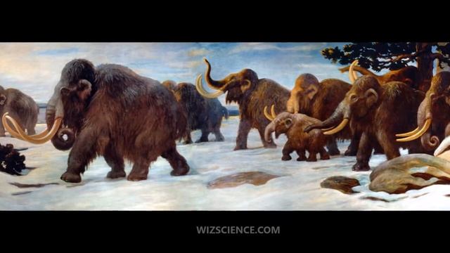 Woolly Mammoth - Video Learning