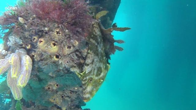 Spectacled Leather Jacket смотреть онлайн