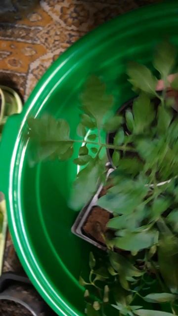 Львиный зев и томат Эльф черри) смотреть онлайн