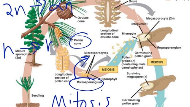 Gymnosperm Reproduction смотреть онлайн