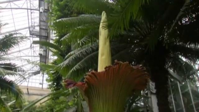 Abre la flor más grande del mundo смотреть онлайн