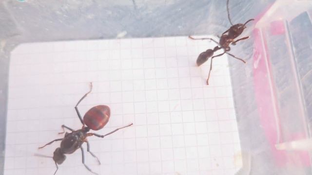 Paraponera Clavata (Ecuador) Vs Dinomyrmex Gigas (Singapore) (2) 25.05.2024
