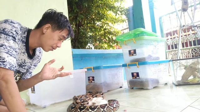 Jero Makan Kelinci || Lahap Bangat