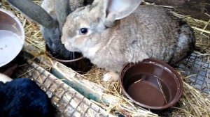 Новые поилки для кроликов
