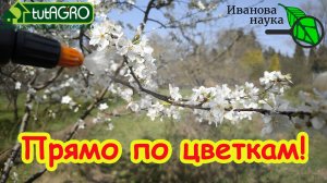 САМАЯ ГЛАВНАЯ ОБРАБОТКА САДА во время цветения. Без этой обработки можете остаться без урожая!