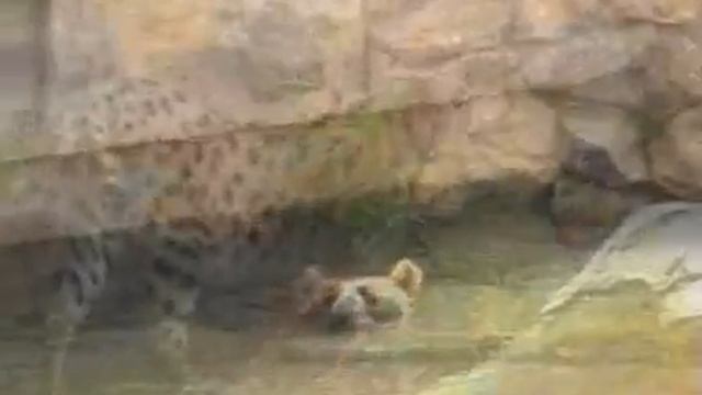 Zoo TANAH смотреть онлайн