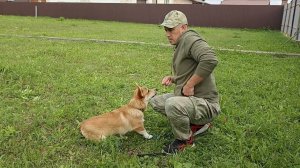 316. Как научить собаку смотреть вам в глаза?