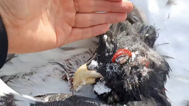 Нашел глухаря. Новости ни о чем.