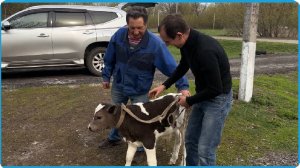 Скупаем телят по всему району, покой нам только снится, деревенская жизнь в Курской деревне