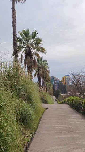 канатка и пальмы в дендрарии сочи смотреть онлайн