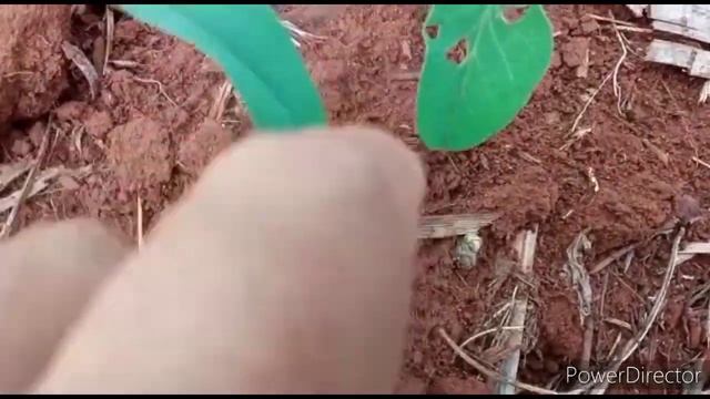 VAQUINHA (Diabrotrica speciosa) NO MILHO