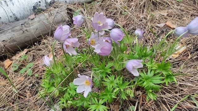 подсгежники смотреть онлайн