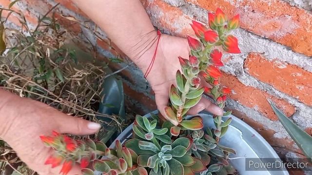 ECHEVERIA PULVINATA смотреть онлайн