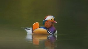 Птицы. Голоса птиц. Мандаринка _ Элитная утка, которая эмигрировала из Китая