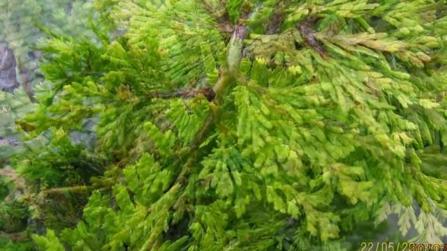Calocedrus decurrens 'Intricata' / Weihrauch- oder Fluss-Zeder 'Intricata' смотреть онлайн