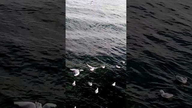 Кормление чаек