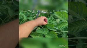 Малина Маргарита # один из лучших сортов в нашем хозяйстве!