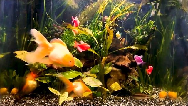 Живой аквариум смотреть онлайн