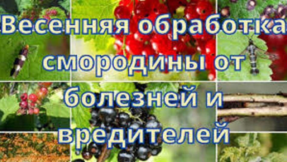 СДЕЛАЙТЕ ВЕСНОЙ ДЛЯ ЗАЩИТЫ СМОРОДИНЫ от болезней и вредителей смотреть онлайн