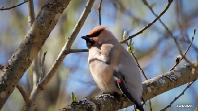 2023/4/15: Свиристели / Waxwings смотреть онлайн