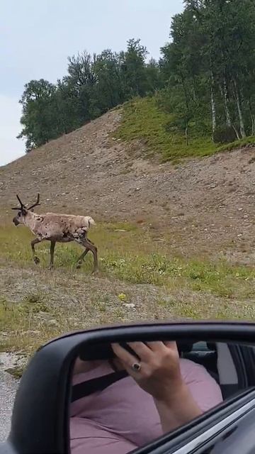 Олень северный. Вольный. смотреть онлайн