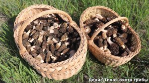 Вот так выглядит грибная удача | сморчки везде
