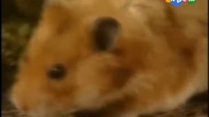 Жил-был хомяк 4 серия