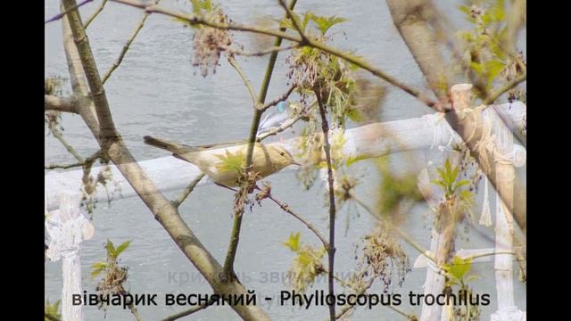 Весна. Спів птахів. Буки каньйон. смотреть онлайн