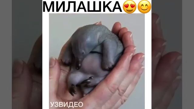 Милашка - утконосик 😊
