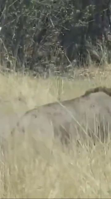 Oryx injured #shorts смотреть онлайн