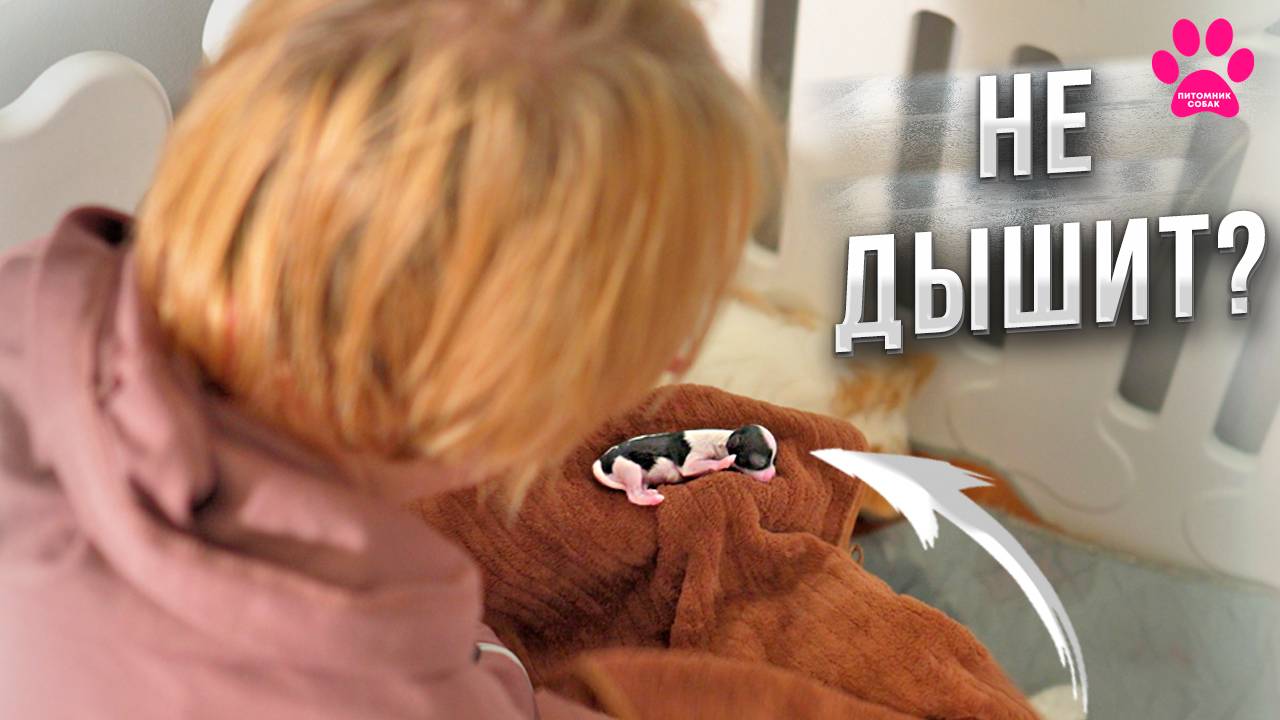 Щенок родился и НЕ ДЫШИТ! Мы думали что уже всё... смотреть онлайн