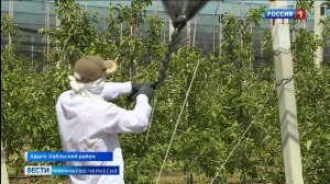 В «Садах Карачаево-Черкесии» устанавливают противоградовые сетки