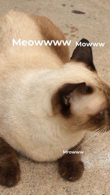 Playing The Cat Sound To See The Cat's Reaction. #cat #shorts