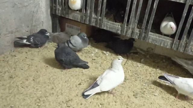 #Pigeons.Настоящий султан. смотреть онлайн
