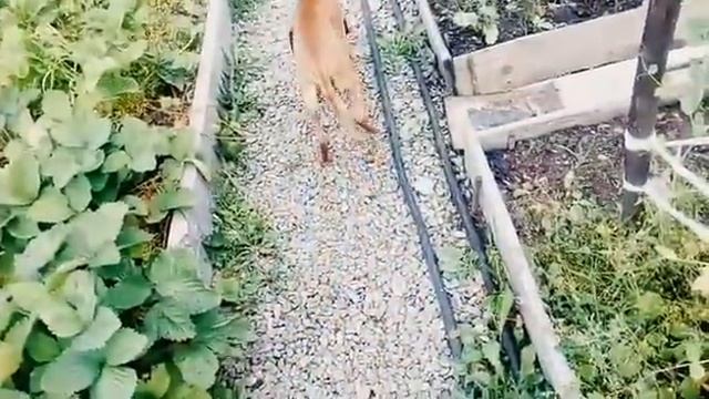 Как басик в лагерь приехал смотреть онлайн