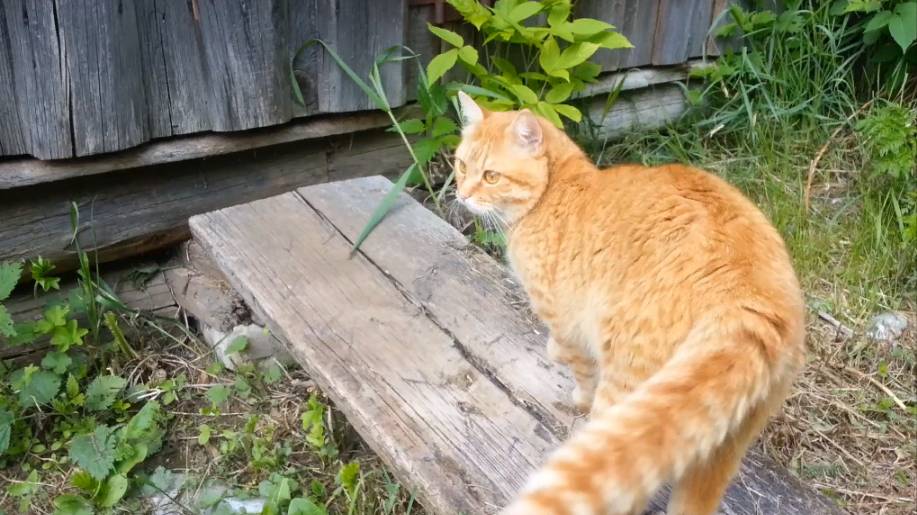 Мишка ласковый. Часть 2 смотреть онлайн