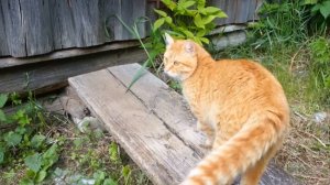 Мишка ласковый. Часть 2