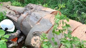 Звук бензопилы