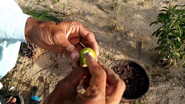 How are artificial plants grown today|आज कृत्रिम पौधे कैसे उगाये जाते हैं? смотреть онлайн
