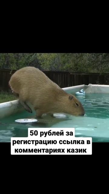 некоглай и капибара #некоглай #tenderlybae #приколы #nekoglai #смешно