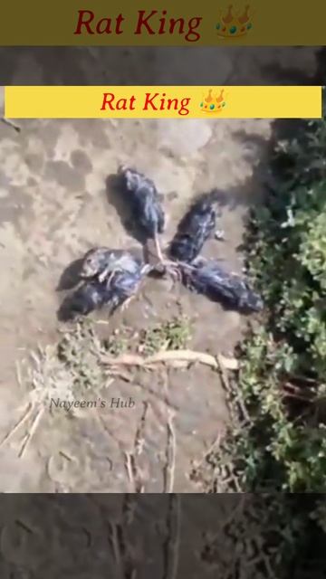 Rat 🐀 King 👑 In Real Life #shorts #ratking