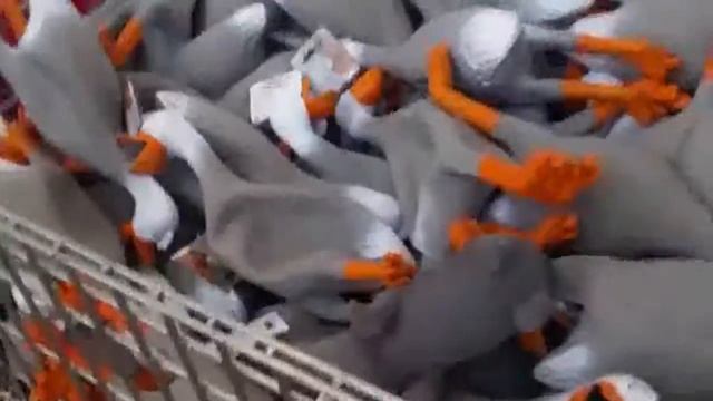 John CenAAAAAAA смотреть онлайн