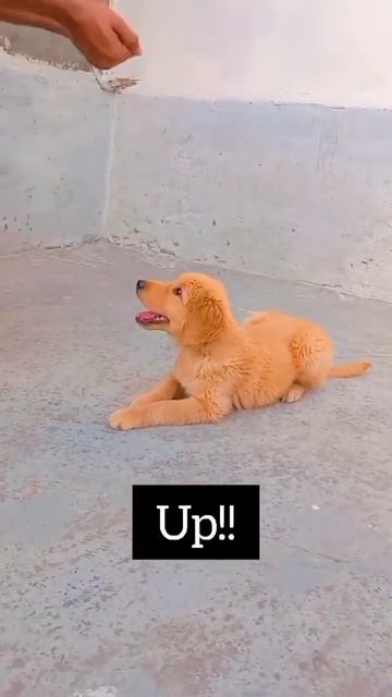 Training makes a dog perfect😆🤟 | #Shorts #MAX | THE DOG WORLD #TDW #goldenretriever смотреть онлайн