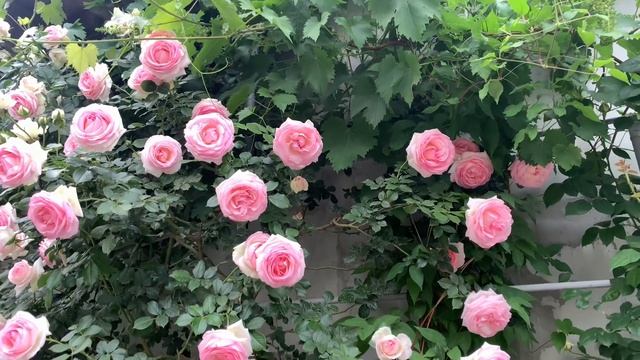 Роза Эден Роуз ( Rose Eden Rose) или Пьер де Ронсар ( Rose Pierre De Ronsar) г. Киев 1 июня 2024 г.