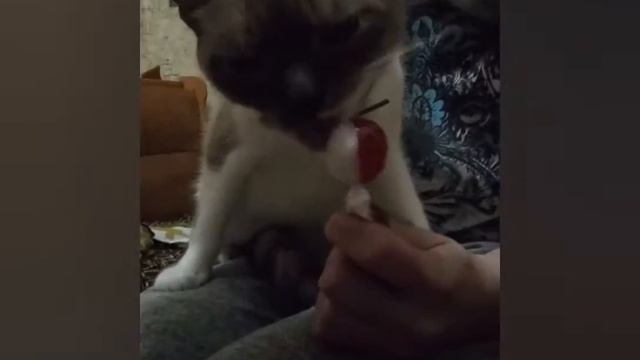 Кошка очень любит конфеты)) смотреть онлайн