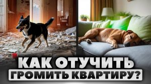 Как отучить собаку грызть вещи ДОМА | Щенок уничтожает мебель. ПОЧЕМУ ГРЫЗЁТ ВСЁ ВОКРУГ?