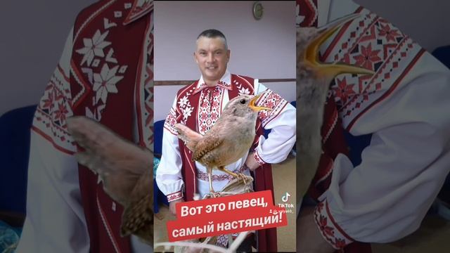 Слышали, как поёт соловушка? #соловей#пениептиц#кобрин#беларусь#национальныйкостюм#красотавокругнас смотреть онлайн