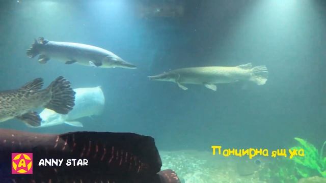 Аня в Подводном мире (часть 1) смотреть онлайн