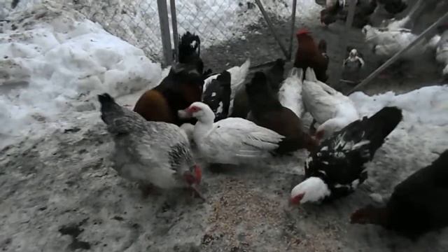 Выходные у бабушки в деревне. Кормим птицу....